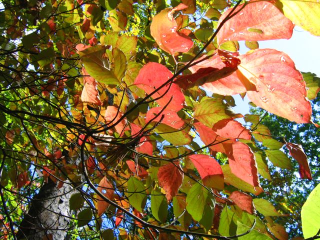 fall colors in Jones Gap SC