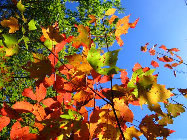 Blue Ridge Fall Colors